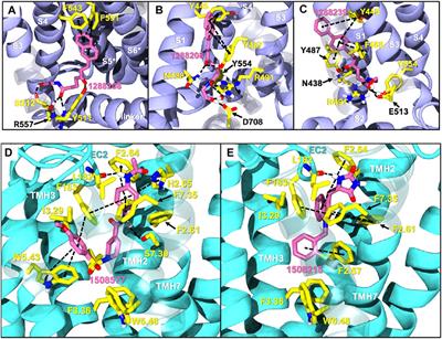 Targeting CB2 and TRPV1: Computational Approaches for the Identification of Dual Modulators